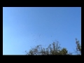 голуби летят над нашей зоной 