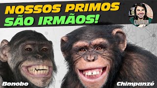 CHIMPANZÉS e BONOBOS: os nossos parentes mais próximos