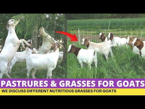 , title : 'Goat Farming, Nutritious Pastures and Grasses For Goats On Zero Grazing'