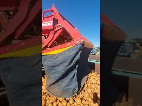Kynoch Potato Farmers are on a roll!