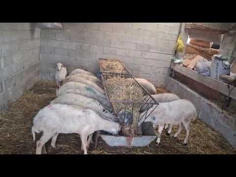 #2026 #kurbanlık #küçükbaş #konya #meram @büyükbaş 