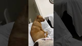 Female Pitbull getting Jealous when petting my male