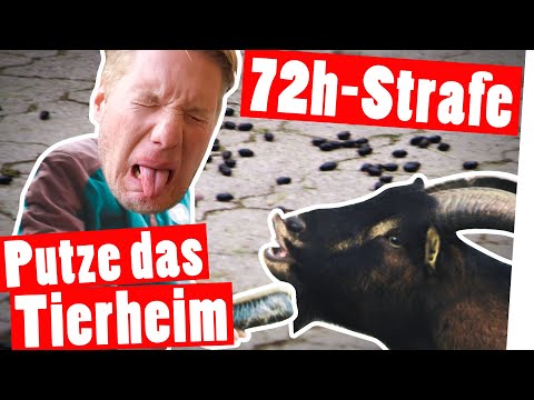 72h-Strafe: 1 Tag im Tierheim – 72 Sozialstunden für Marc || Das schaffst du nie!