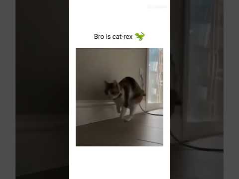 bro for real #aksacat #cat