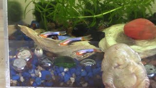 Feeding Endlers Fish