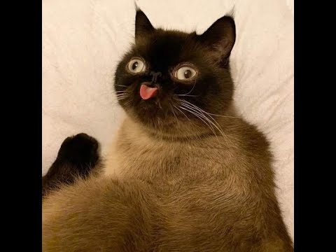 ARCTIC CHONK - BIRTHDEI BOI