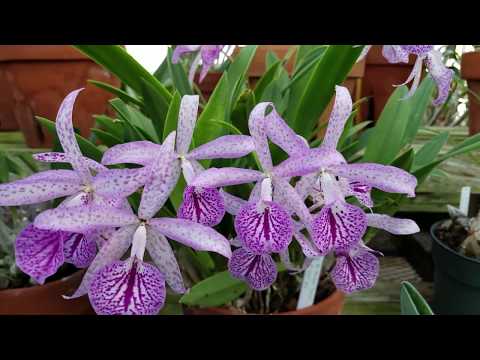 Planting Fields Arboretum State Historic Park | Oyster Bay, Nassau, Long Island, New York