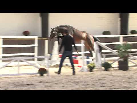 30. Mecklenburger Körtage 2020 - Kat.Nr. 52 Junghengst v. Cassus - Balou du Roue