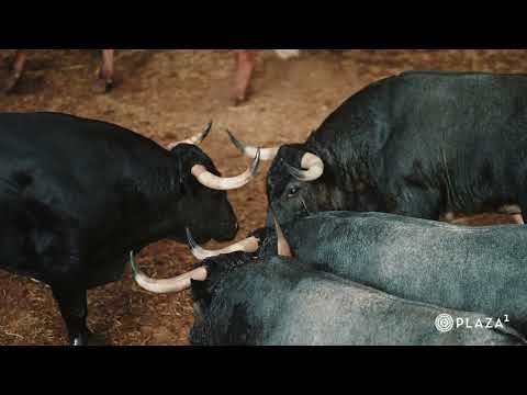DESEMBARQUE | Los toros del desafío Saltillo vs Valdellán