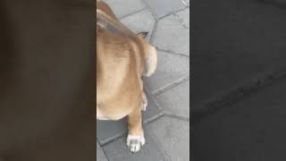 Video preview image #1 Mutt Puppy For Sale in NYC, NY, USA