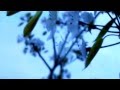 Nana Mouskouri Roses blanches de Corfou