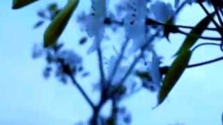 Nana Mouskouri Roses blanches de Corfou