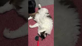 扇風機のそばで涼む猫【ノル猫ミロシー】 #shorts