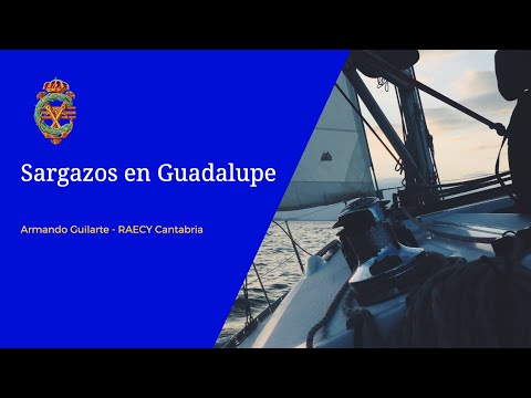 Sargazos en Guadalupe