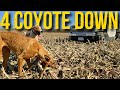 Coyote Hunting With Fast Dogs On New Ground Amazing Catches