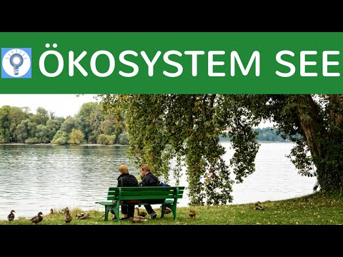 Lake ecosystem simply explained: Structure, zones, stratification & organisms - Summary