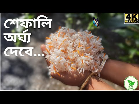 Autumn Magic: How I Grew an Exotic Shiuli Plant! শরতে মন ভরানো শিউলি ফুল পেতে এখন কী করতে হবে।