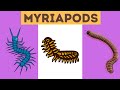 Myriapods Characteristics