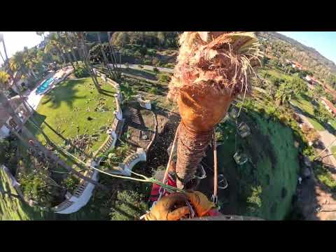 Poda De Palmeras Mexicanas / Rancho Santa Fe