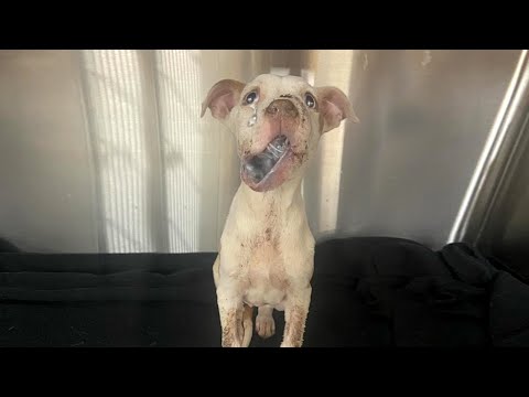 Reese's Rescue Story