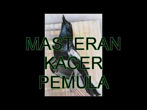 download lagu mp3 mp4 Masteran Burung Kacer Pemula, download lagu Masteran Burung Kacer Pemula gratis, unduh video klip Masteran Burung Kacer Pemula