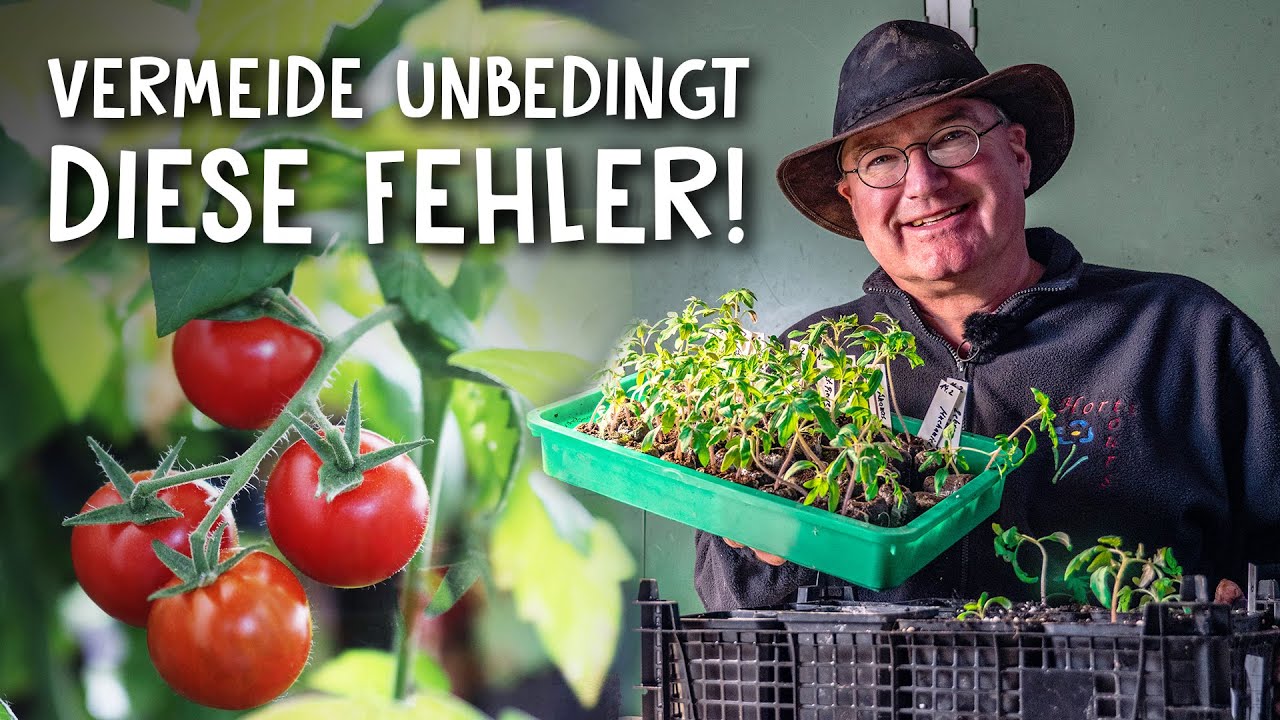 Tomaten anbauen Video 1