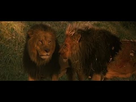 Roar 1981 two male lions fighting