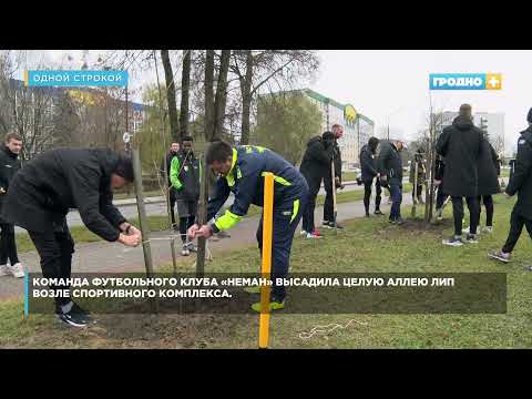 Команда футбольного клуба «Неман» высадила целую аллею лип возле спортивного комплекса