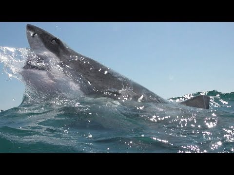 ‘Open Water 3: Cage Dive’ Home Release Trailer