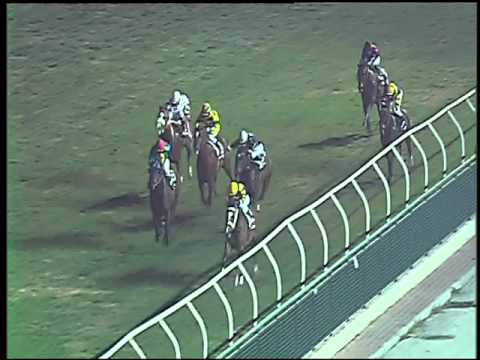 Galoppo 16/12/2015 - 6° corsa