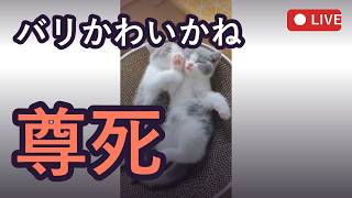ちーやんとほろ酔い雑談！可愛い猫動画見ながら一緒にのま？