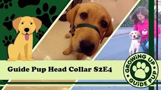 GUGP Season 2 - Week 4 - Head Collar