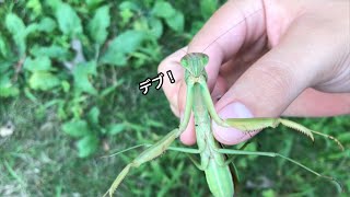 ○ーちゃんに憧れた生物観察のデブ  #shorts