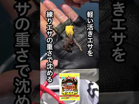 [海上釣り堀] 相乗効果法 #海上釣り堀 #マルキユー