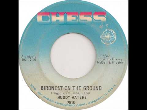 Muddy Waters - Bird Nest on the Ground