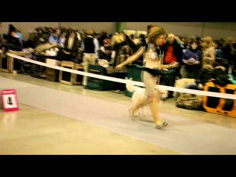 Золотистый Ретривер РиЭра Дерика/Golden Retriever Riera Derica