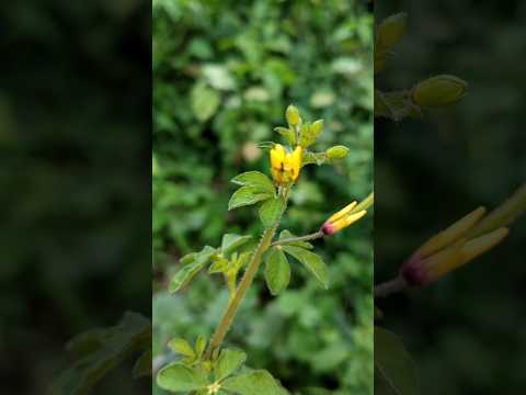 Green Nature 🥰🥰🥰🥰 #nature #naturelovers #naturesounds #photography #shorts #viral #shortsfeed