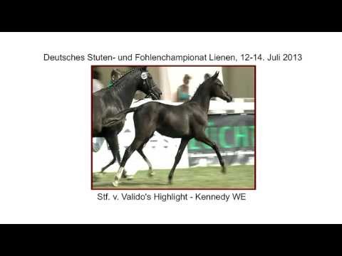 Stf Validos Highlight x Kenndy WE