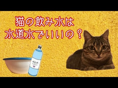 なぜ猫は水道水を飲むのでしょうか?