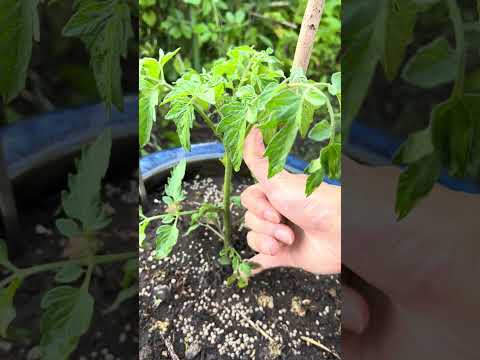 トマトに穴が開くのはなぜですか?行動を起こすべきでしょうか？  庭園