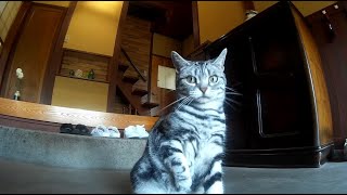 ねこちゃんと草で遊びました！