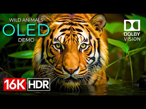 Wild Animals OLED Demo HDR 16K Ultra HD Dolby Vision™ 60fps