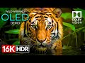 Wild Animals OLED Demo HDR 16K Ultra HD Dolby Vision 60fps
