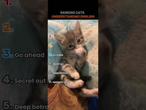 Ranking cats understanding english #cat #shorts #viral