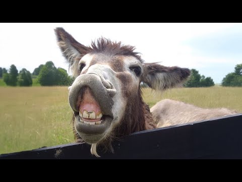 Je vous mets au défi de regarder ceci sans rire avec ces ânes 🤣 funniest animal videos
