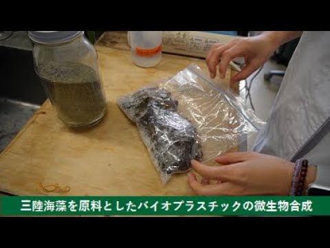 【農学部】三陸海藻を原料としたバイオプラスチックの微生物合成