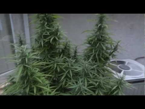 Outdoor Update - Part 6