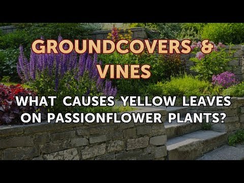 download lagu mp3 mp4 Passion Fruit Plant Yellow Leaves, download lagu Passion Fruit Plant Yellow Leaves gratis, unduh video klip Passion Fruit Plant Yellow Leaves