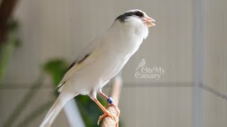 Download lagu 🔴 Faça seu canário chilrear instantaneamente com nosso melhor treinador de chilrear canário - PROVE mp3