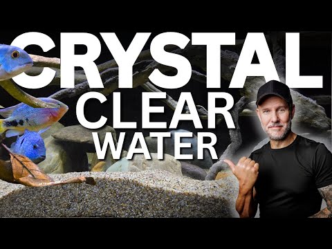 How To Get CRYSTAL Clear Aquarium Water (And How Important Is It?)